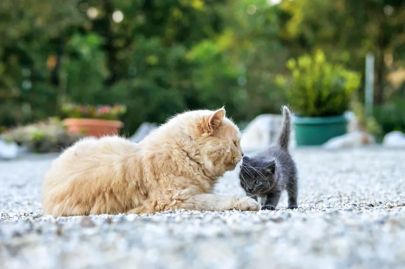 кошка с маленьким котенком